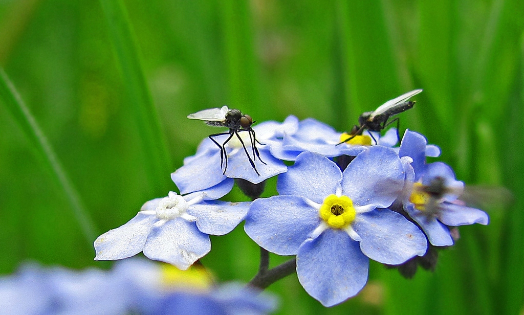 Tanzfliegen