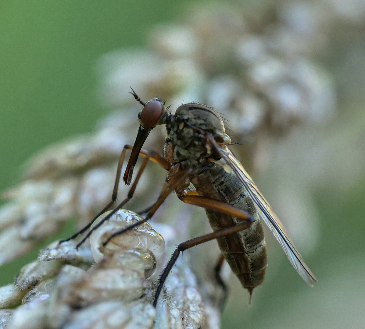 Tanzfliegen - Empis opaca