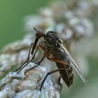 Tanzfliegen - Empis opaca