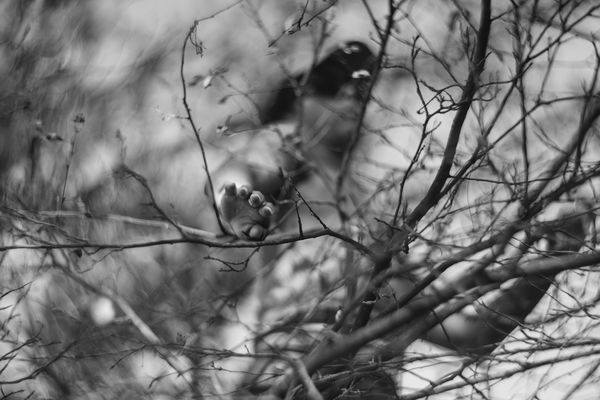 TanzNAH #15 / Amanda Cruz Portuondo