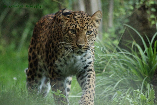 Taoa - chin. Leopardin aus dem Karlsruher Zoo...