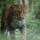 Taoa - chin. Leopardin aus dem Karlsruher Zoo...