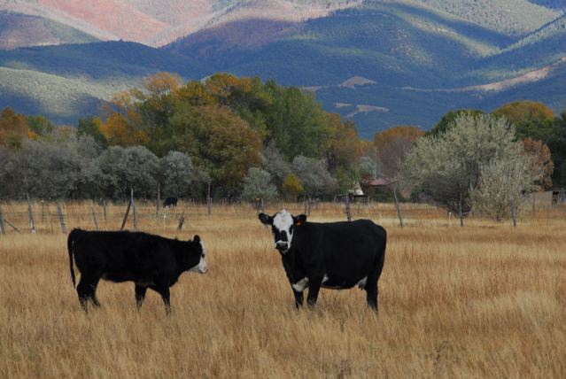 Taos Cows