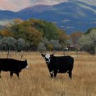 Taos Cows