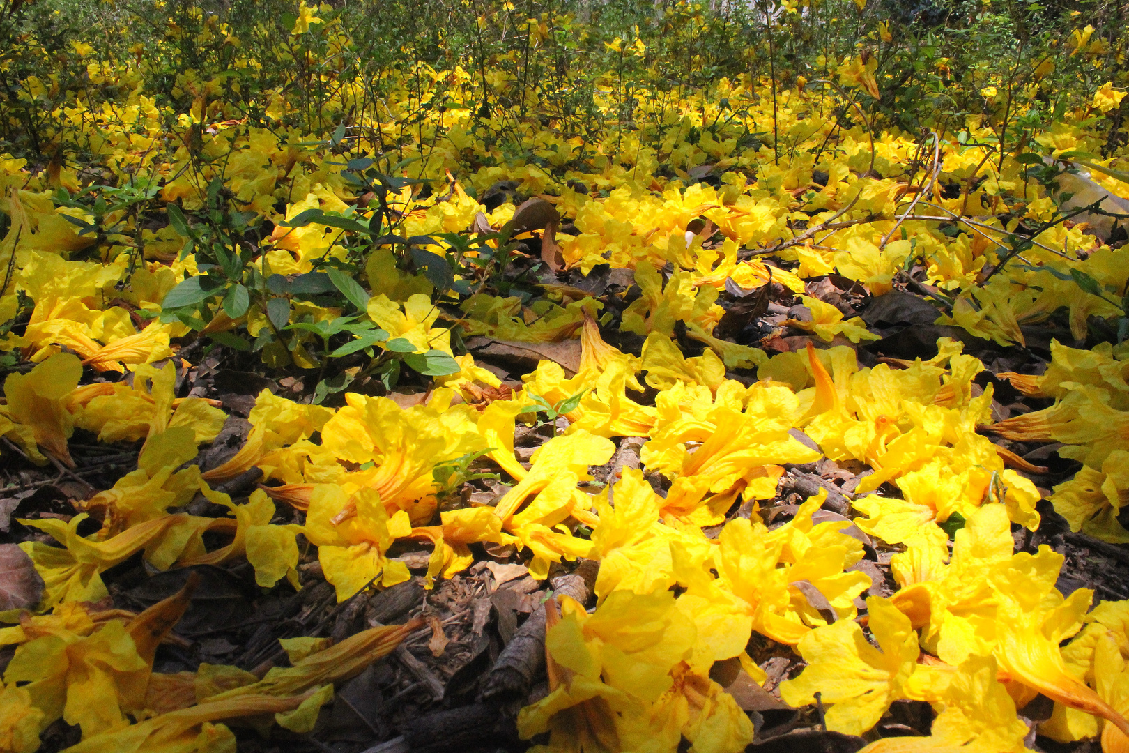 TAPETE DE FLORES DEL GUAYACAN