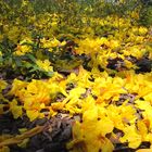 TAPETE DE FLORES DEL GUAYACAN