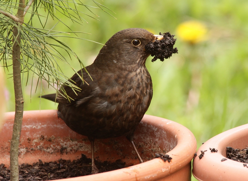 Tapete für das Nest