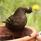 Tapete für das Nest