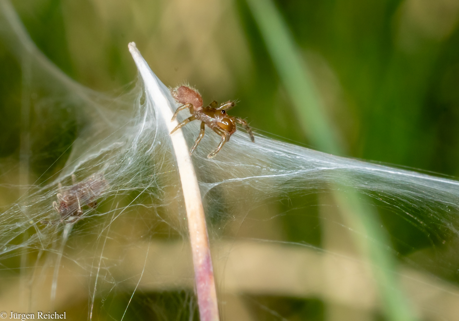 Tapezierspinne (Atyphidae indet)