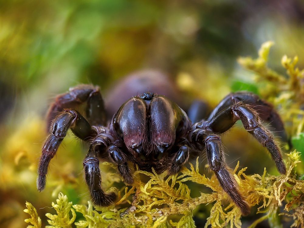 Tapezierspinne ( atypus affinis )