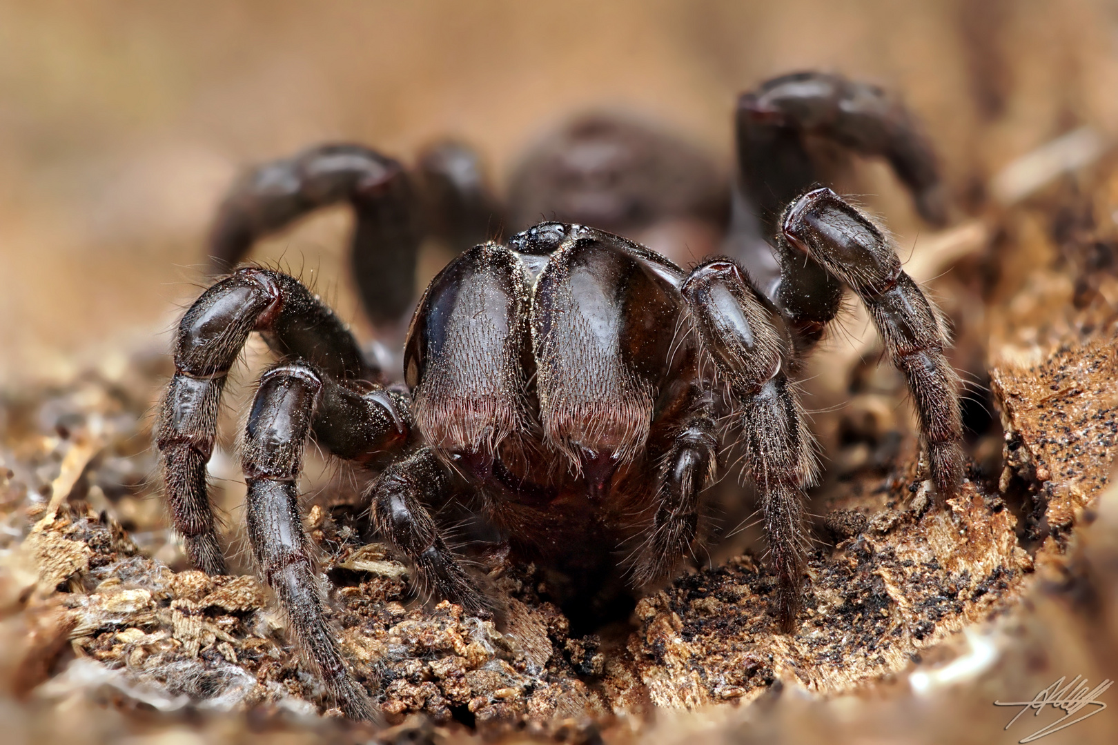 Tapezierspinne (Atypus affinis) Foto & Bild tiere, wildlife, spinnen