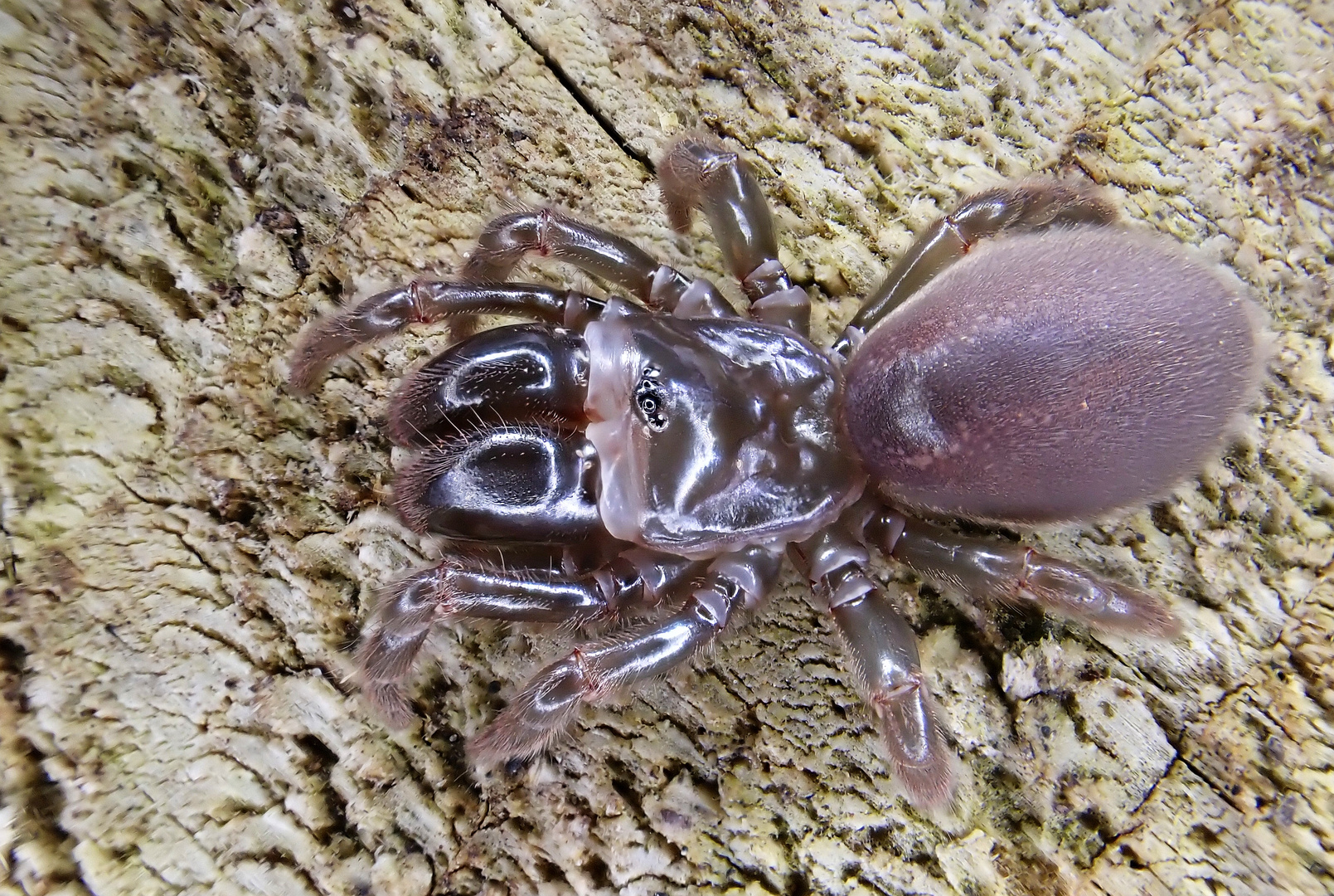 Tapezierspinne (Atypus spec.)