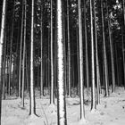 Tapfer strotzt der Wald dem Wind und dem Wetter