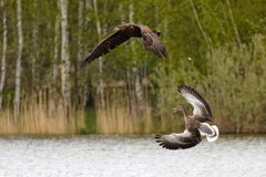 Tapfere Gänseeltern! Graugans vertreibt Seeadler