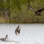 Tapfere Gänseeltern !  Seeadlerattacke auf Gössel