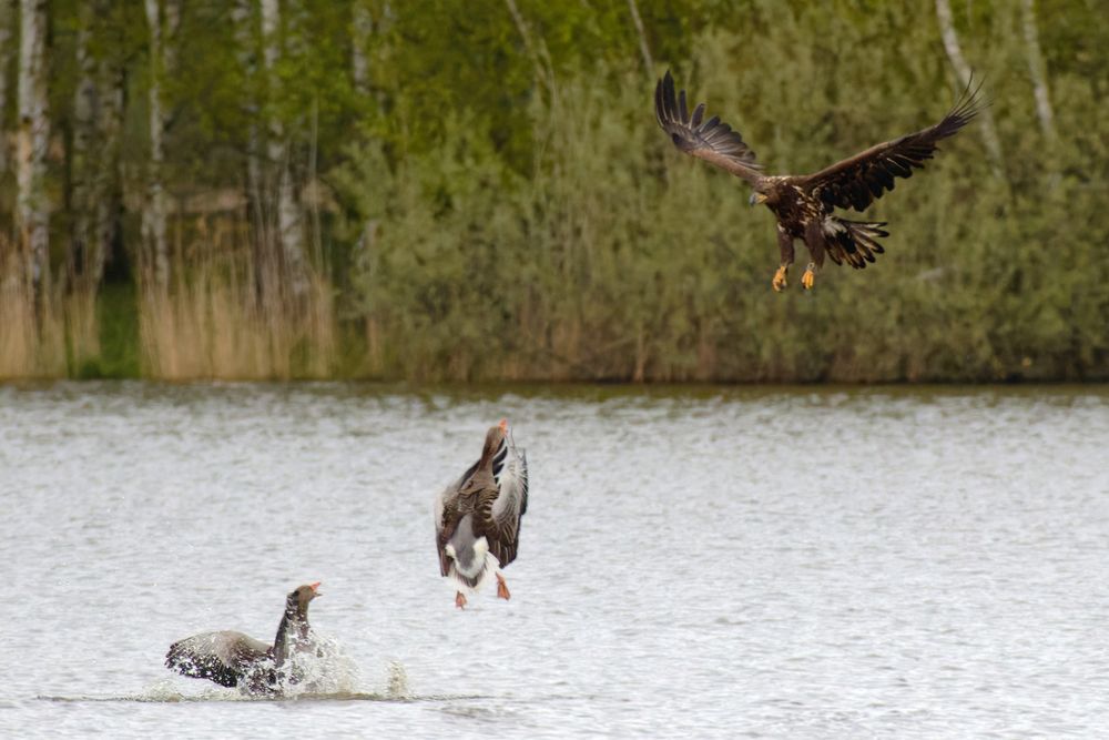 Tapfere Gänseeltern !  Seeadlerattacke auf Gössel