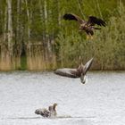 Tapfere Gänseeltern !  Seeadlerattacke auf Gössel