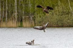 Tapfere Gänseeltern !  Seeadlerattacke auf Gössel