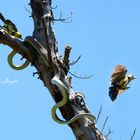 Tapfere Vögel verteidigen ihr Nest gegen eine Schwarze Mamba