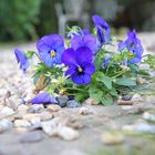 tapferes Blümchen am Wegesrand