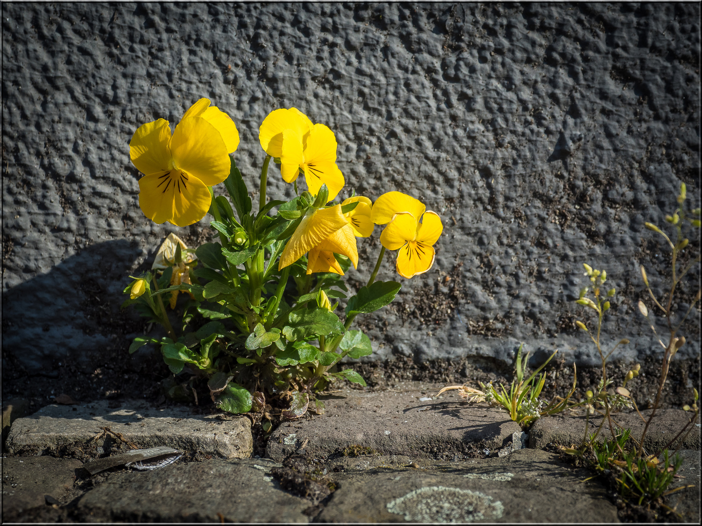 Tapferes Mauerblümchen