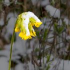 Tapferes Schlüsselblümchen