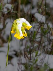 Tapferes Schlüsselblümchen