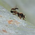 Tapferkeitsmedaille für die männliche Hahnenfuß-Scherenbiene (Chelostoma florisomne)!