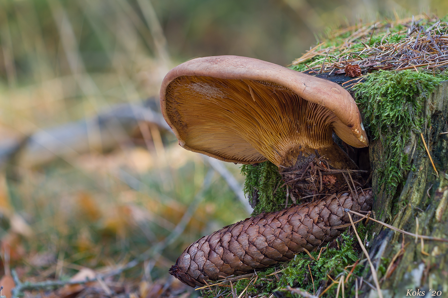 Tapinella atrotomentosa