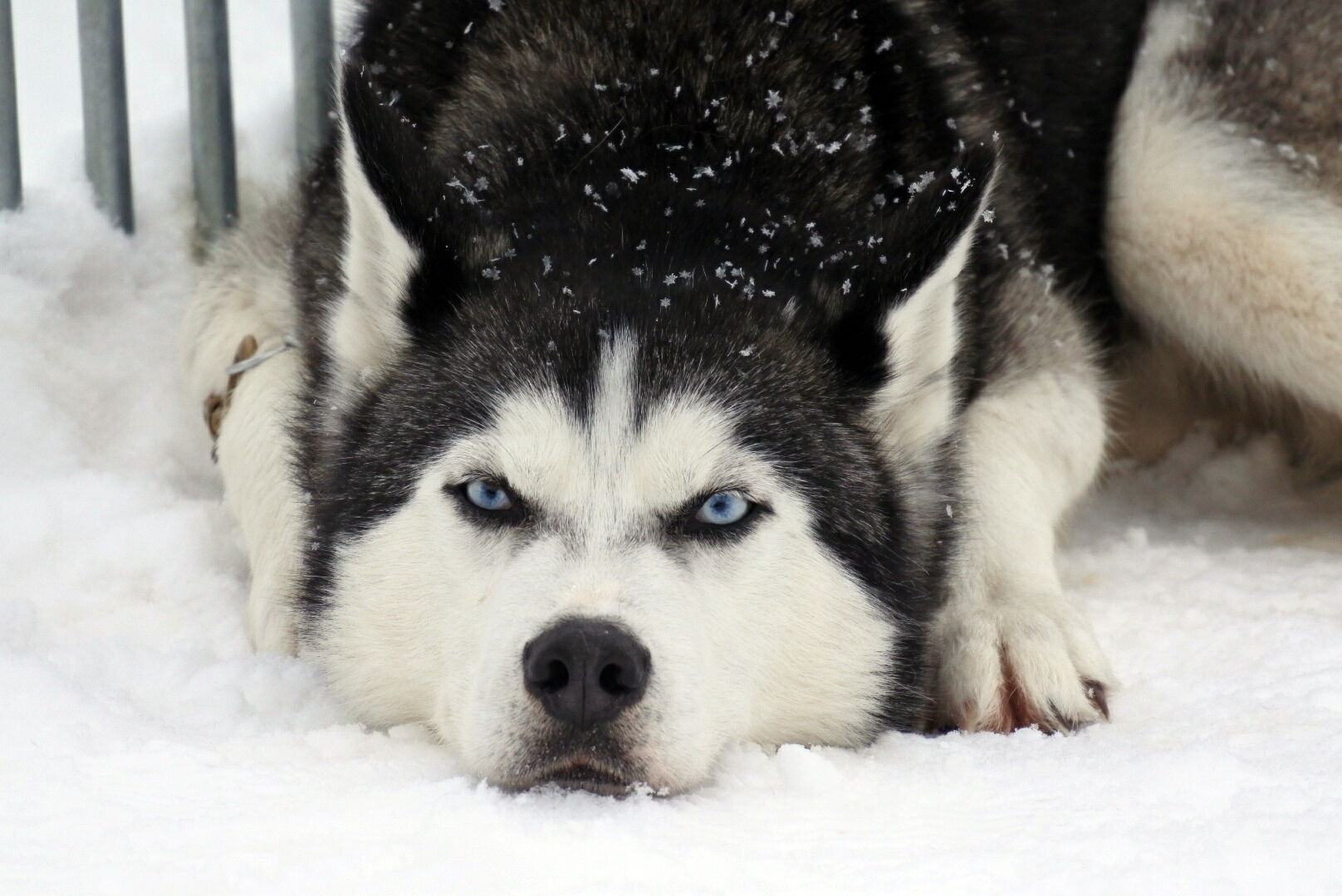 Tapio Foto & Bild sport, tiere, haustiere Bilder auf