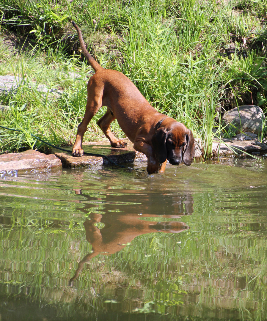 Tapio spiegelt sich im Wasser