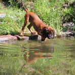 Tapio spiegelt sich im Wasser