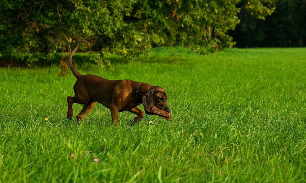 Tapios Abendbrot ist gesichert