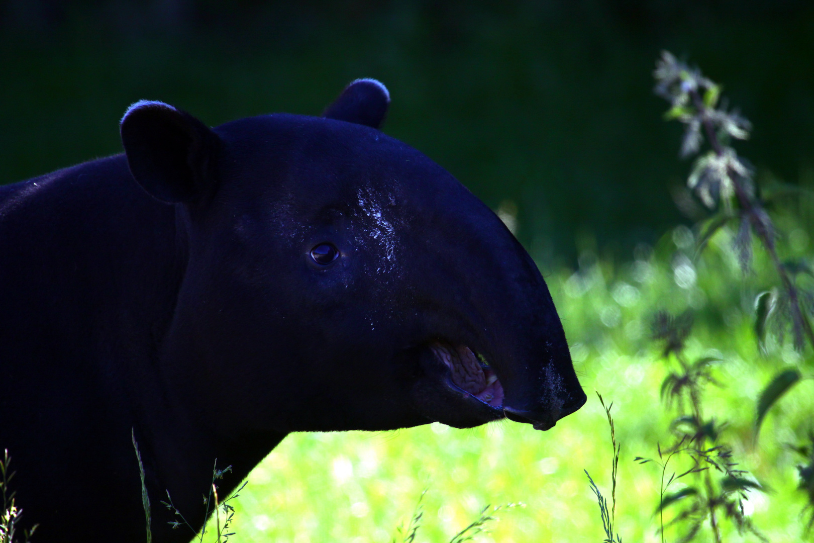 Tapir 01