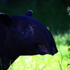 Tapir 01