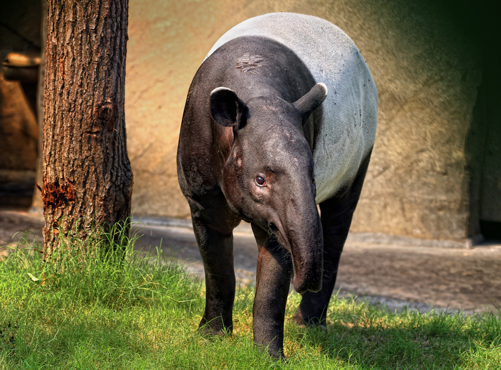 Tapir