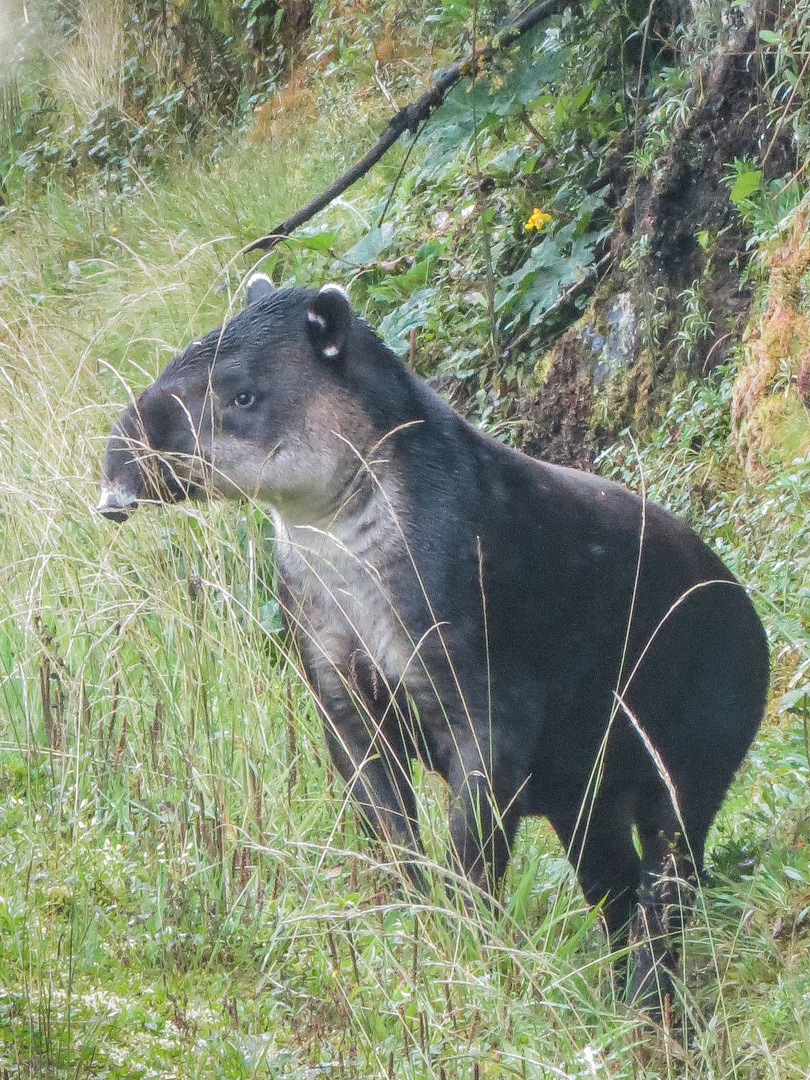 Tapir