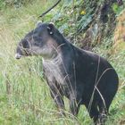 Tapir