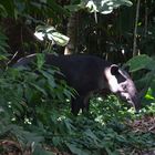 Tapir