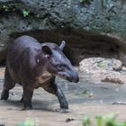 Tapir