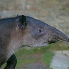 Tapir