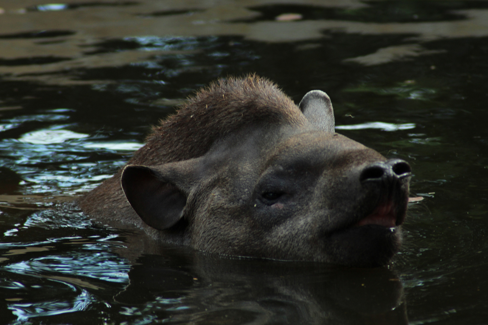 Tapir