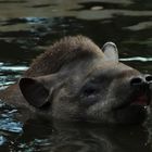 Tapir