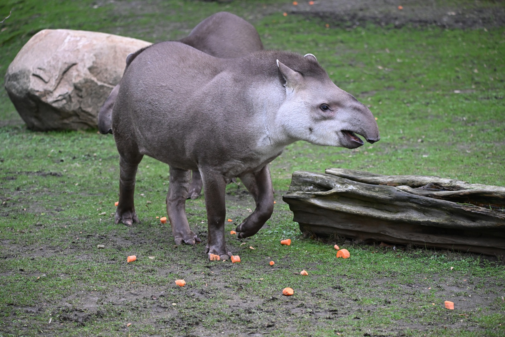 Tapir