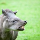 Tapir.