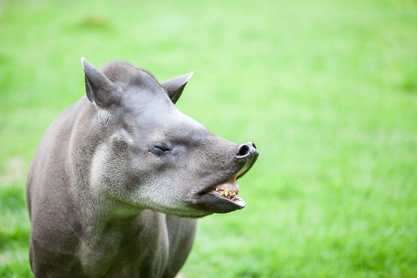 Tapir.