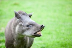 Tapir.