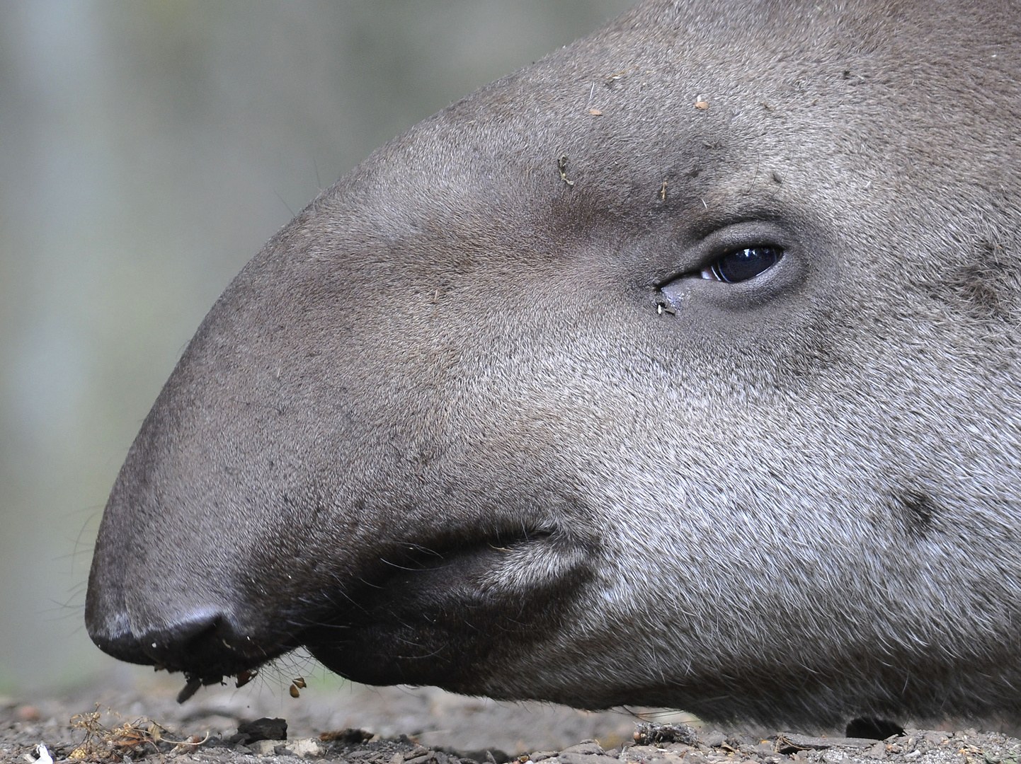 Tapir