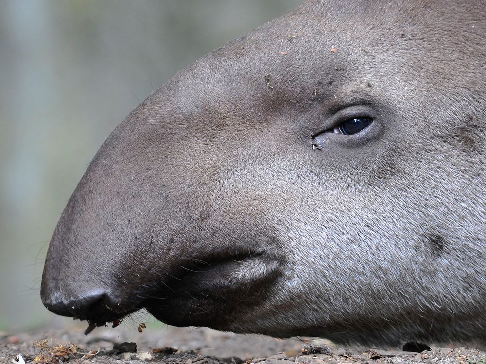 Tapir