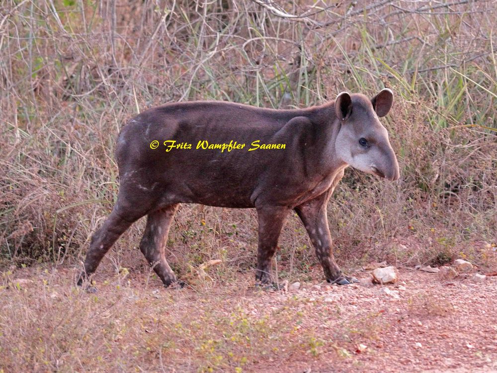 Tapir